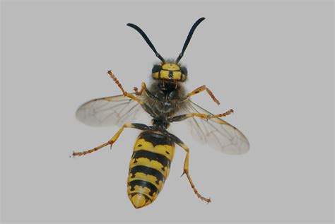 Wasp Pest Control Eraserpest Cambridgeshire Essex And Suffolk