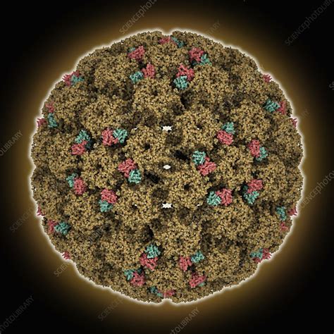 Human Papilloma Virus 16 Capsid Molecular Model Stock Image C045