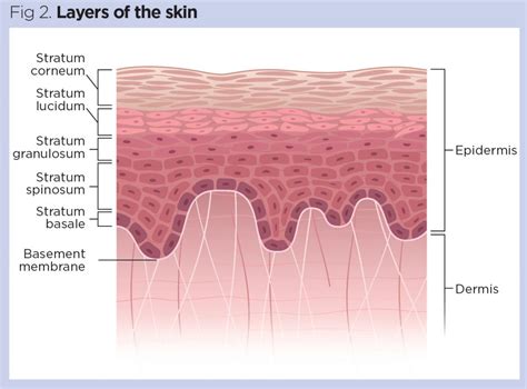 Skin Diagram Simple Ingersolberg