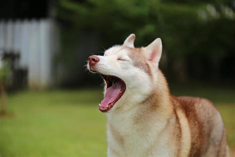 Siberian Husky Yawning Portrait Lazy Dog Unleashed At The Park