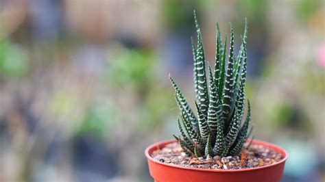 How Much To Water Zebra Cactus Knowing How Often You Should Water