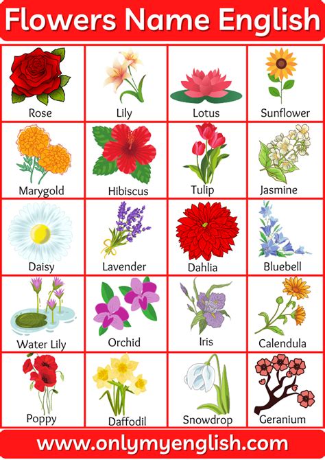 List Of All Flowers Name In English With Pictures