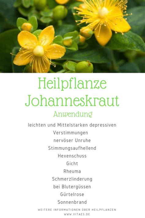 Johanniskraut Wirkung Anwendung Der Wirkstoffe Als Heilpflanze