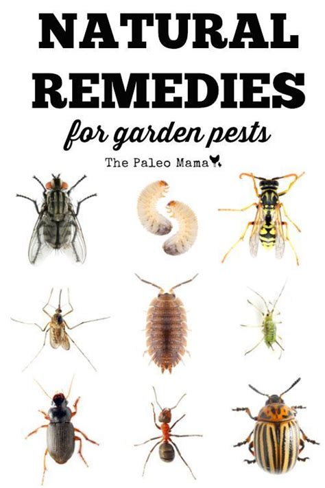 How to choose the best insecticides for vegetable garden? Natural Remedies for Garden Pests - The Paleo Mama ...