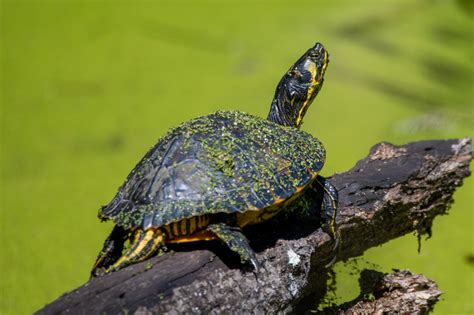 Pond Slider South Carolina Partners In Amphibian And Reptile Conservation