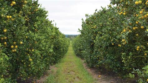 Who Will Be Among The Next Florida Citrus Hall Of Fame Inductees Its