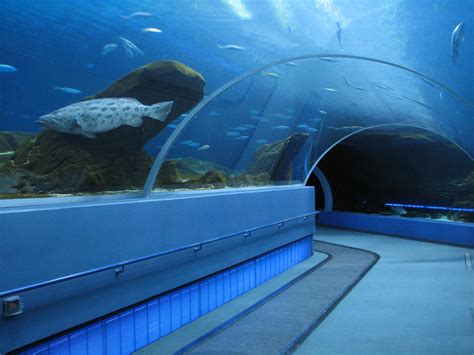 Interesting Things Do You Know Worlds Largest Aquarium