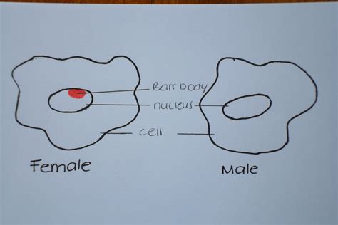 Filebarr Body Embryology
