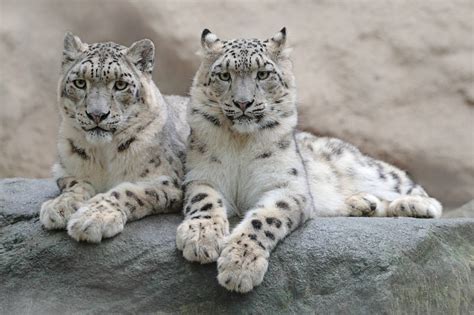 Snow Leopard Facts Animal Facts Encyclopedia