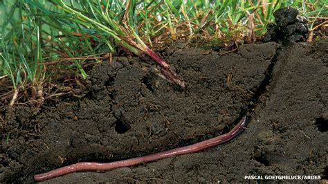 Earthworms Underground