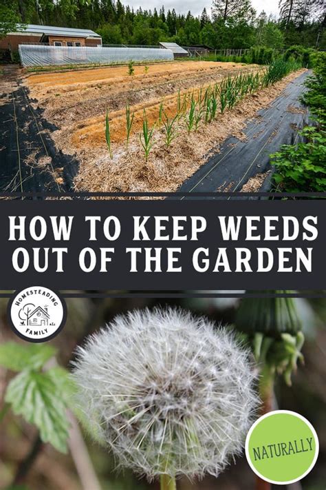 Wood chips can do amazing things, my friend. How to Keep Weeds Out of the Garden - Managing Weeds