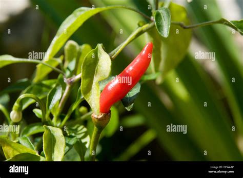 Red Chilli Chili Chillies Growing Plant Plants Grow Your Own Hot Spice
