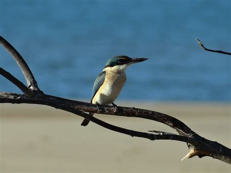 Sunshinecoastbirds Eurimbula National Park