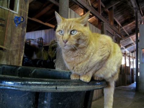 Barn Cat The Barn Cats At This Stable Get Fed Cat Food As Flickr