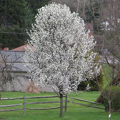 Landscape Basics 265l Flowering Pear Redspire Shade Tree The Home