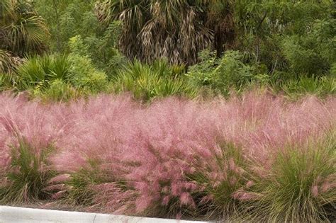 25 Designer Approved Ornamental Grasses For Landscaping Yardzen