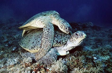 Green sea turtles mate every two to four years. Green Turtles (Chelonia mydas) mating. sex reproduction ...