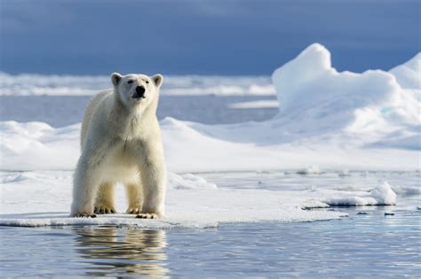 IJsberen Ontdek De Noordpool Untamed Travelling