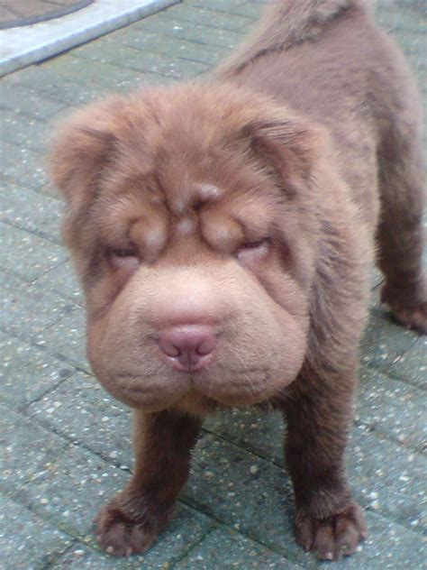Chocolate Bear Coat Shar Pei Puppy