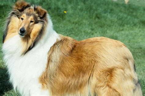 ‘lassie Dog Breed At Risk Of Dying Out As Numbers Fall