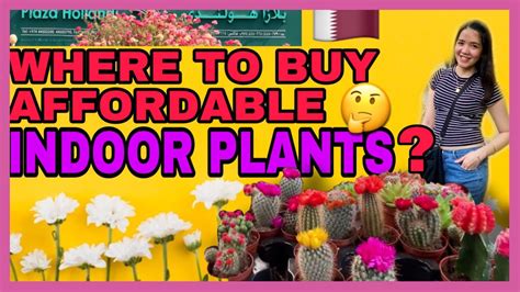 🔴where To Buy Affordable Indoor Plants In Qatar Youtube