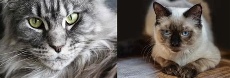 Maine Coon Vs Ragdoll Differences And Which One To Pick