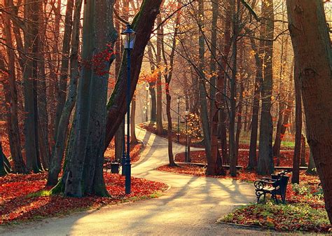 Hd Wallpaper Trees Park Alley Leaves Forest Autumn Walk Hdr