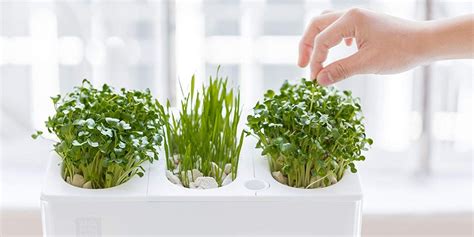 9 Best Indoor Herb Garden Ideas For 2018 Indoor Gardens