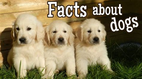 100 Amazing Facts About Dogs Finally Revealed