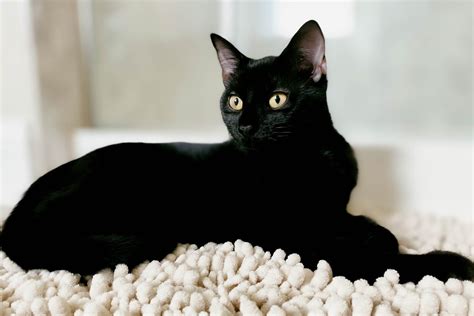 Beautiful Black Cat Breeds Reader S Digest