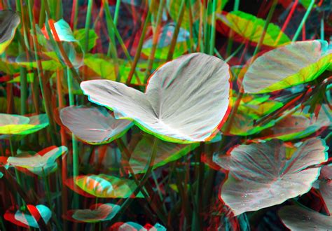 Plants Avifauna 3d Anaglyph Stereo Redcyan Wim Hoppenbrouwers Flickr