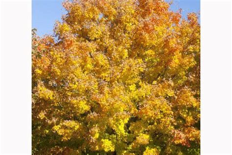 These 15 Maple Trees Will Set Your Yard Ablaze With Vibrant Color