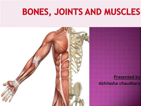 The processes serve as attachment points for various ligaments and muscles that are important to the stability of the spine. Anatomy Pictures Muscles And Bones Pdf Downloads ...