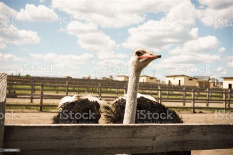 Portrait Of Straus Emu Over Sky Background Panoramic Layout Stock Photo