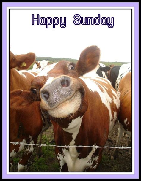 Happy Sunday Funny Animal Jokes Cows Funny Funny Puns