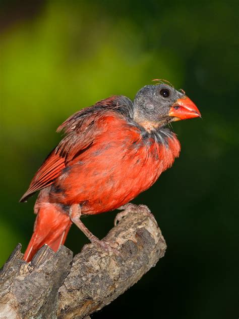 Pin De Guilt En Purely Birds Aves Hermosas Aves Exóticas Pájaros De