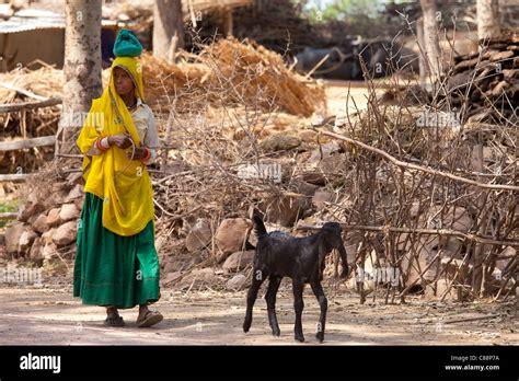 Indian Woman With Goat At Farm Smallholding At Kutalpura Village In