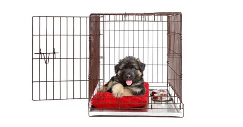 What size of dog kennel do you need? Choosing a Crate for Your Dog - How to Size it Up | German ...