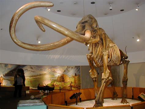 Mammoth Wikipedia