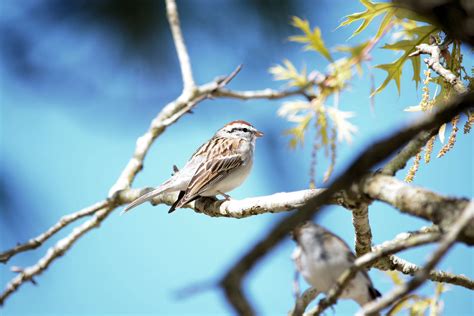 Chipping Sparrow Sparrow Bird Photos Photography Animals Pictures