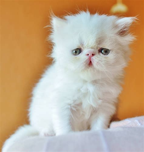 Exotic Shorthairs And Persians In Idaho Kittens On Their Way Stoik