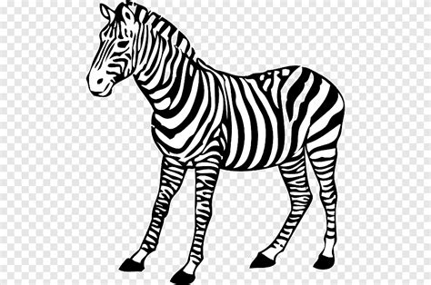 Black And White Drawing Cartoon Zebras Mammal Monochrome Png Pngegg
