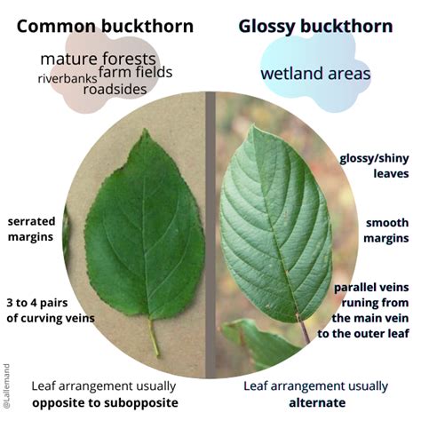 How Manage Invasive Buckthorn In Urban And Rural Forests Plant Care