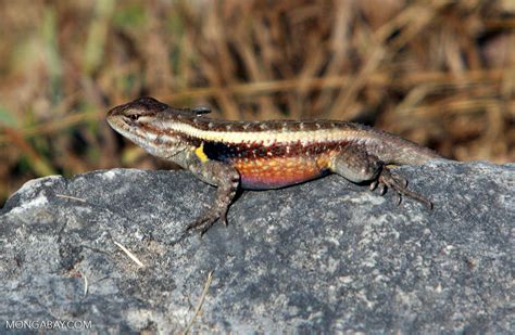 Lizard Belize8149