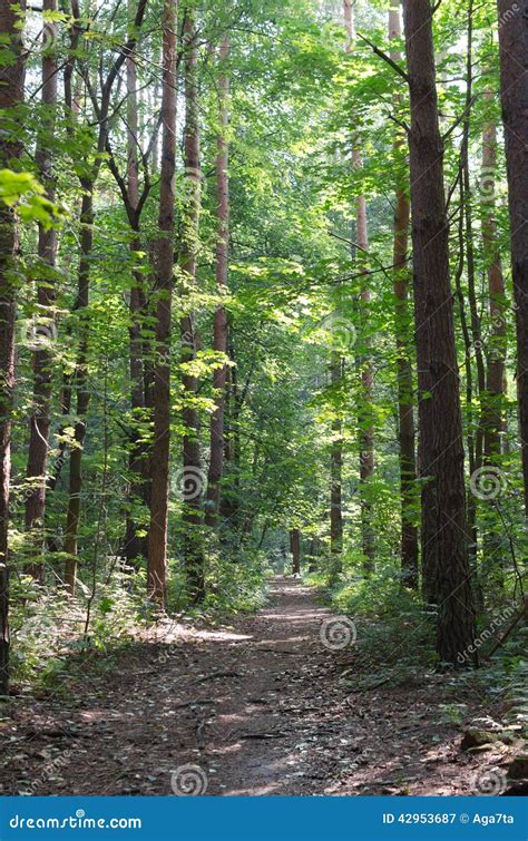 Footpath In Forest Stock Image Image Of Path Landscape 42953687