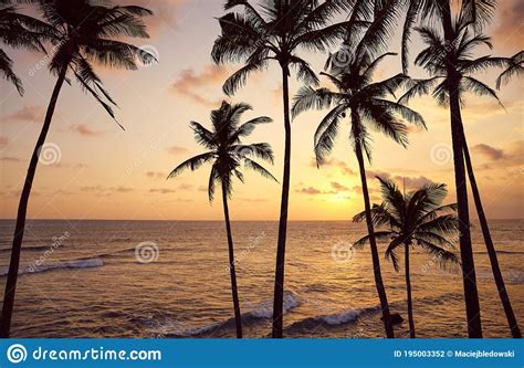 Beautiful Tropical Sunset With Coconut Palm Trees Silhouettes Stock