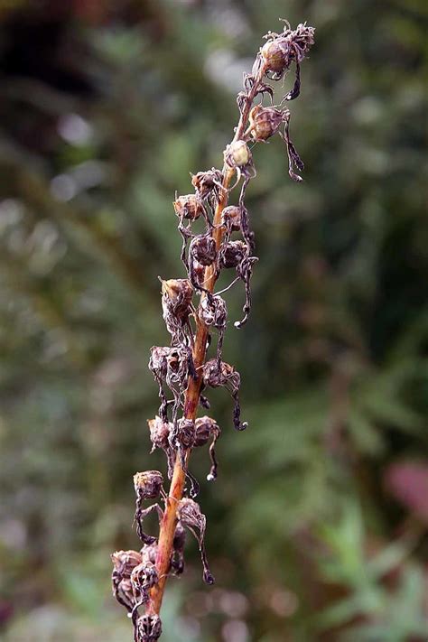 How To Grow Cardinal Flowers A Native Plant Dengarden