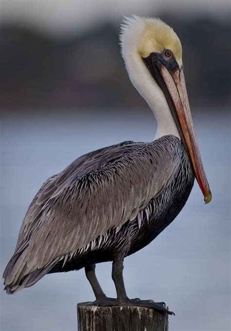 I Heart Florida Birds Brown Pelicans