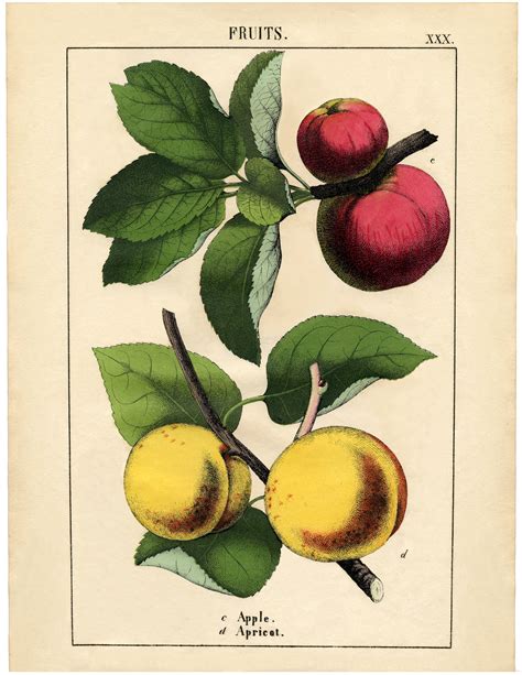 Vintage Botanical Fruit Download Apples And Apricot The Graphics Fairy