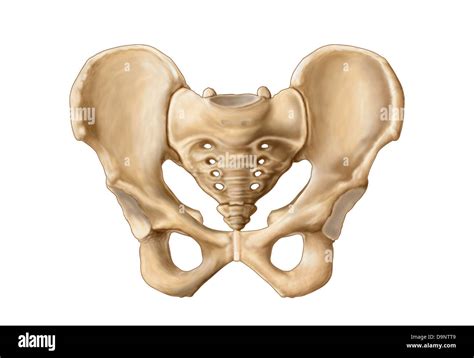 Female Pelvis Bones Anatomy